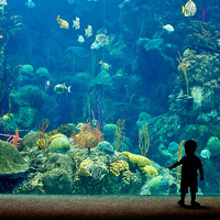 В столице появятся тактильные аквариумы для незрячих детей