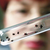 В Челябинске началась вакцинация против клещевого энцефалита